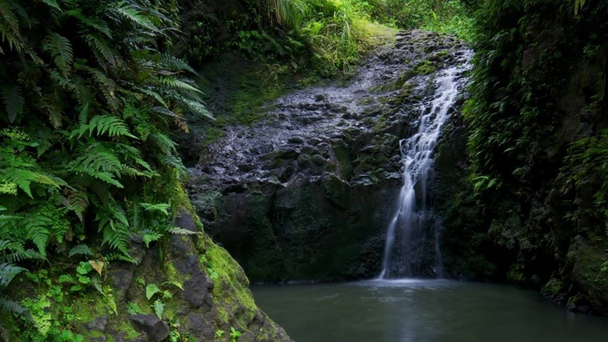 Small waterfall cascading over rocks into a pool surrounded by lush greenery